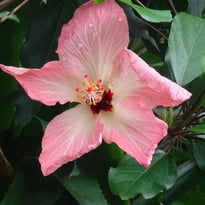 Au secours des plantes menacées