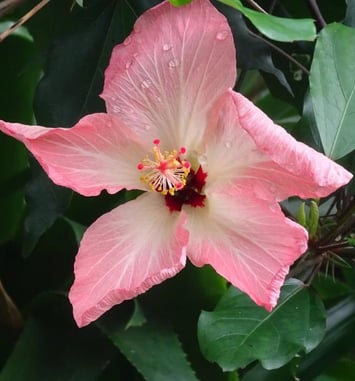 Au secours des plantes menacées