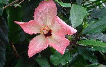 Au secours des plantes menacées