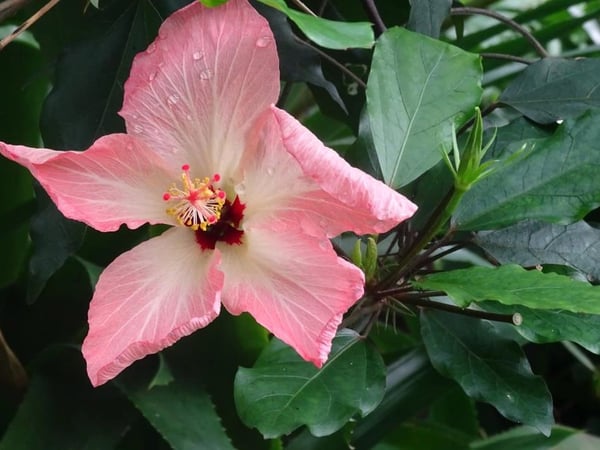 Au secours des plantes menacées