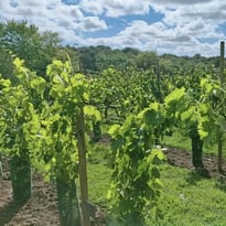 Visite guidée, Le coteau du Braden
