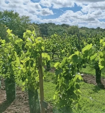 Visite guidée, Le coteau du Braden