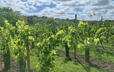 Visite guidée, Le coteau du Braden