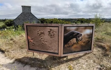 Visite guidée : la loutre, la digue, le polder