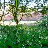 Contes en musique sur le thème des plantes