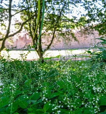 Contes en musique sur le thème des plantes
