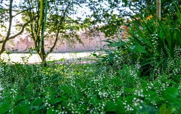 Contes en musique sur le thème des plantes