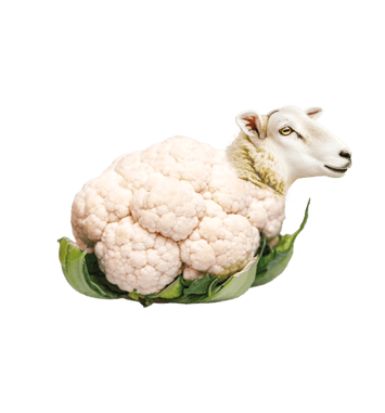 Je ne veux pas dessiner un mouton