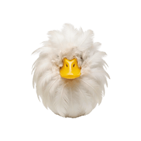 Canard or not Canard