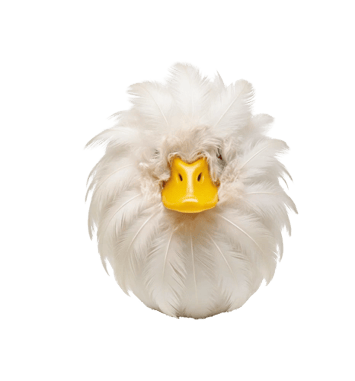 Canard or not Canard