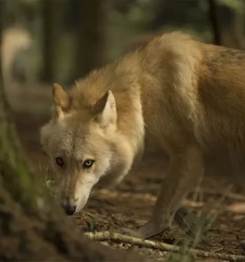 Conférence, Le retour du loup en Bretagne