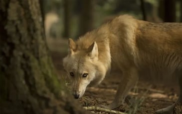 Conférence, Le retour du loup en Bretagne