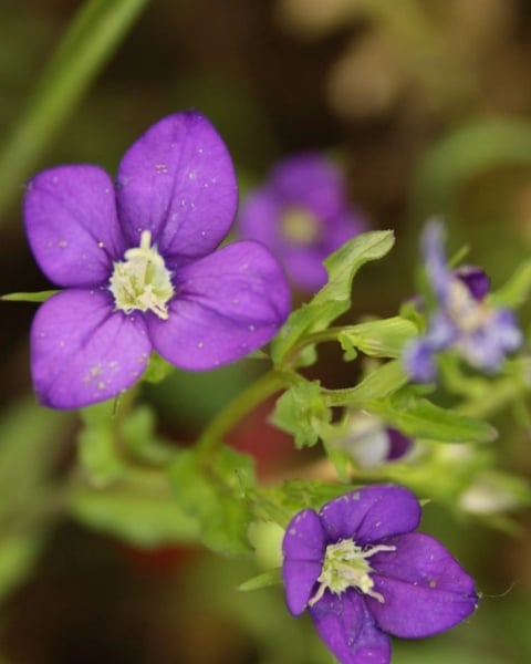 Au secours des plantes menacées - Exposition