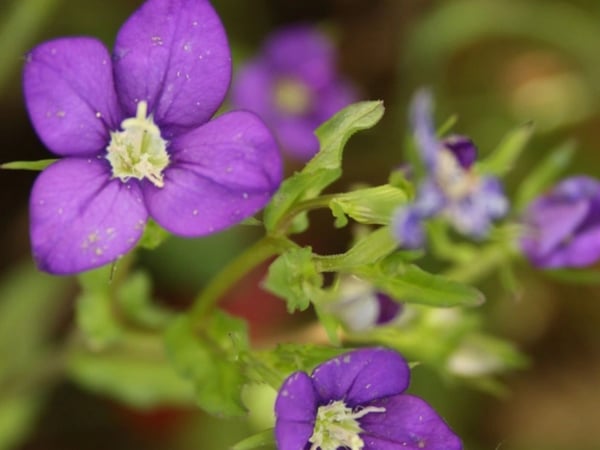 Au secours des plantes menacées - Exposition