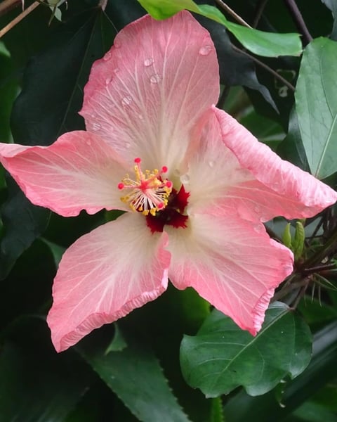 Au secours des plantes menacées - Exposition